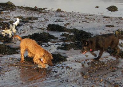 dogs playing on beach with plastic bottle