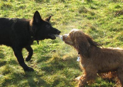 puppies play tug o' war