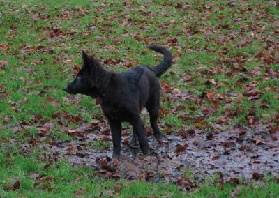 puppy standing in a puddle
