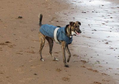 lurcher wearing dog coat