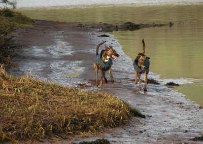 lurchers wearing coats