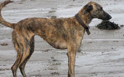 Lurcher dog standing on sand