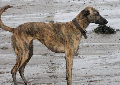 Lurcher dog standing on sand