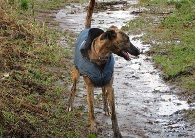 Lurcher stands on a wet beach