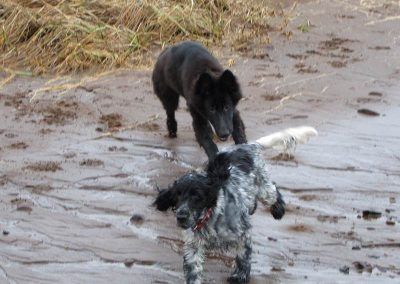 Puppy chasing cocker spaniel at the beach in Erskine