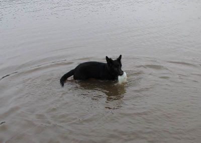 puppy in river