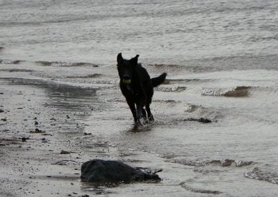 Dog running on sandy beach