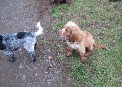 Two cocker spaniels standing in park