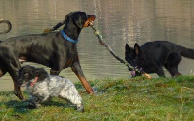 Dogs playing next to the river clyde