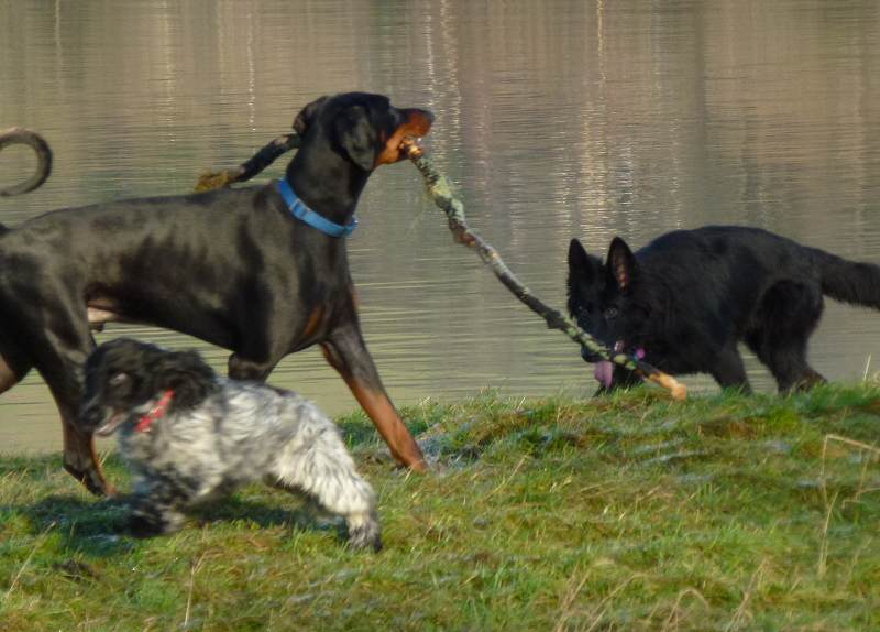 Dogs playing next to the river clyde