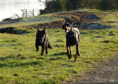 GSD pup chasing doberman