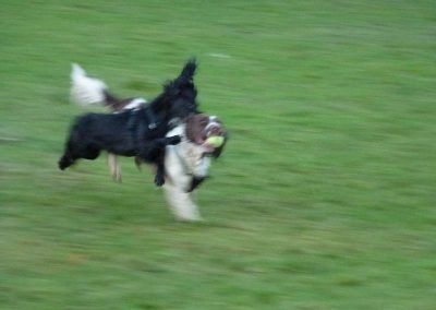 black cocker spaniel jumping on springer spaniel that has ball