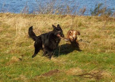 german shepherd and cocker puppy