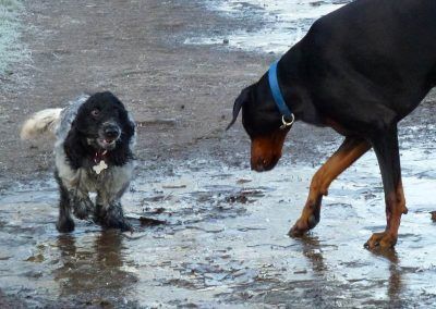 dogs on ice