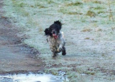 cocker spaniel running in frost
