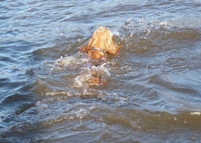 cocker spaniel swimming