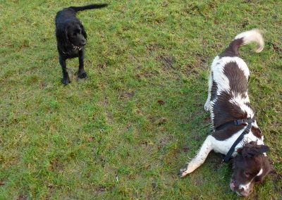 cocker spaniel watching springer spaniel