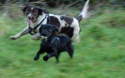Springer spaniel chasing after cocker spaniel