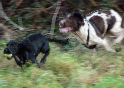 springer spaniel chasing black cocker spaniel