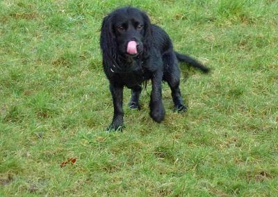 black cocker spaniel puppy licking her nose