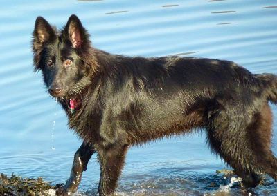 dog standing in river