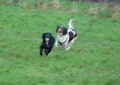 dogs chasing each other, one dog has ball