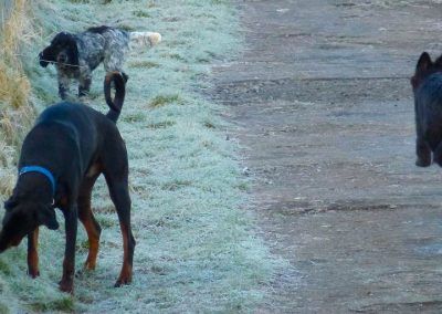 Dogs sniffing frosty grass
