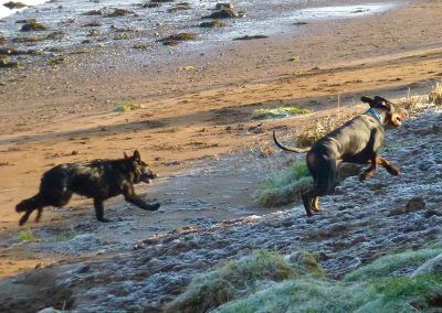 dogs running on a frosty sandy beach