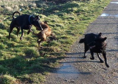 dogs playing together