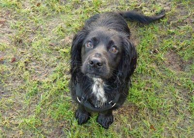 black cocker spaniel sitting