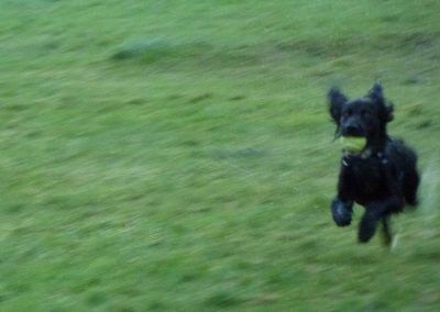 Cocker spaniel running