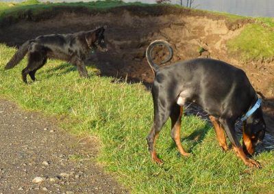german shepherd and doberman