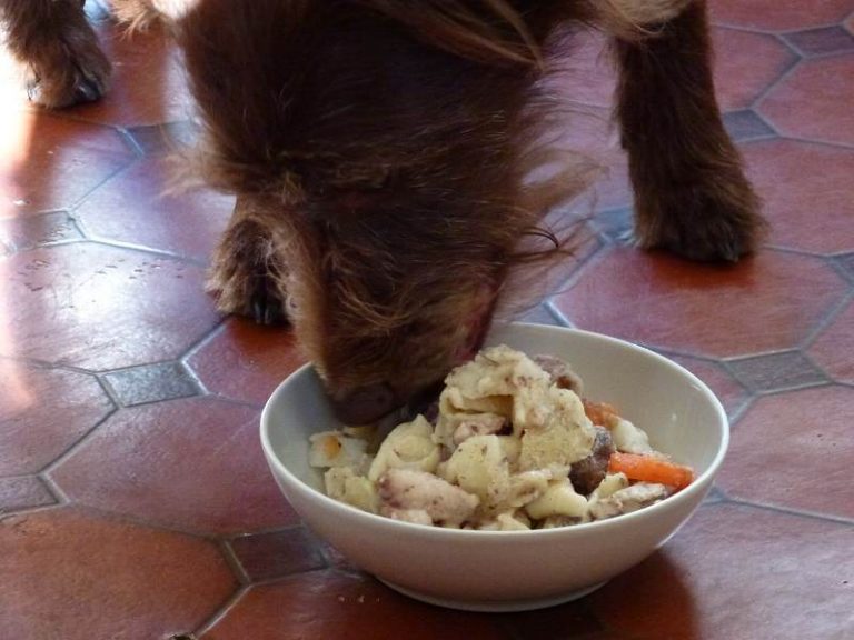 Give to dog!