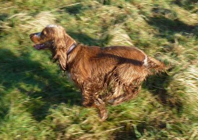 Pup loves to run