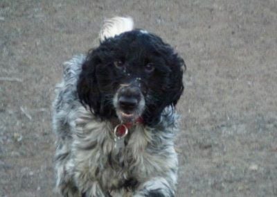 mad blue roan cocker spaniel