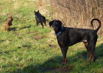 large doberman with puppies