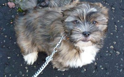 Lhasa Apso puppy