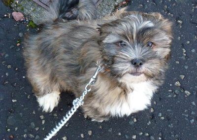 Lhasa Apso puppy