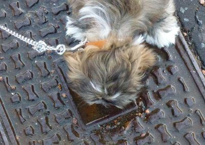 Lhasa Apso puppy drinking