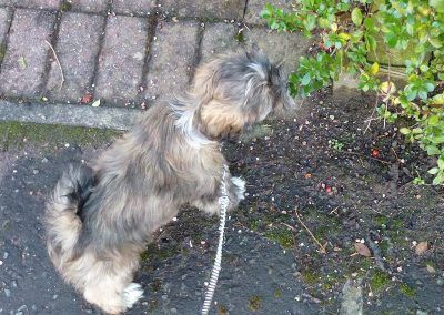 Lhasa Apso puppy sniffing