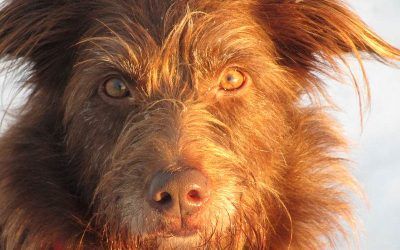 our dogs ruby