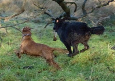 dogs chasing each other