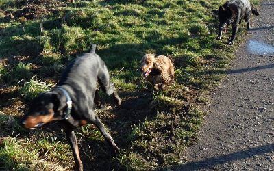 Hurry Rory, they're catching up! dogs chasing dogs
