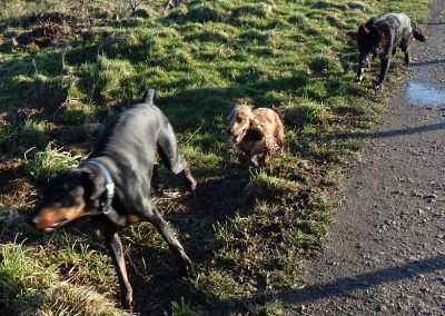 dogs chasing dogs