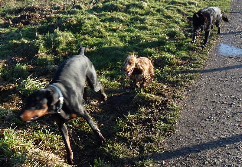 dogs chasing dogs