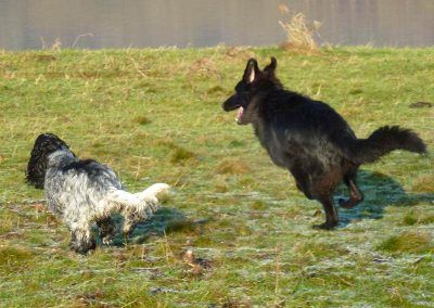 chasing dogs