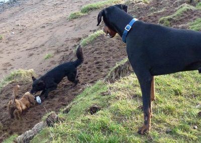 dogs playing sand