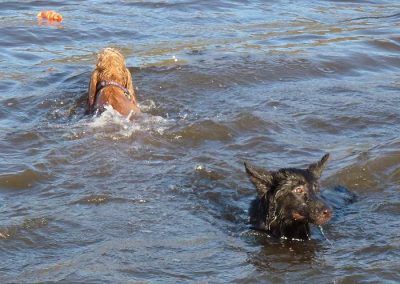 pups swimming