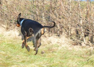 doberman running
