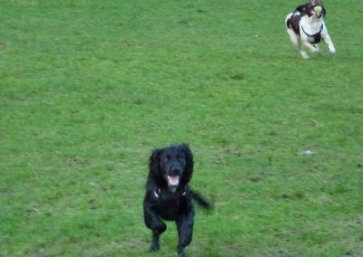 dogs playing in park